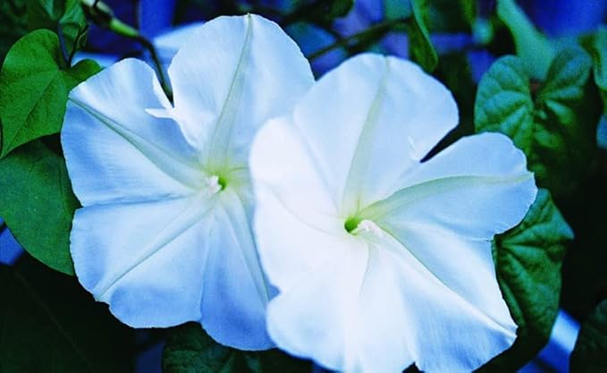 Morning Glory Flower Climbing Vine Seeds for Planting - 100 Seeds per Packet (Moonflower)
