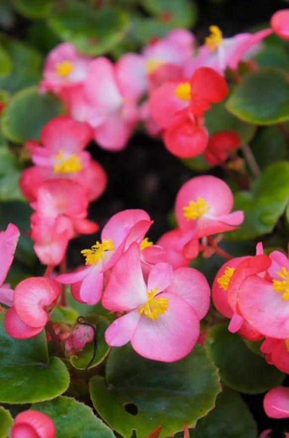 100pcs Rose Pink Wax Begonia Seeds Semperflorens Fibrous Shade Flower Seeds