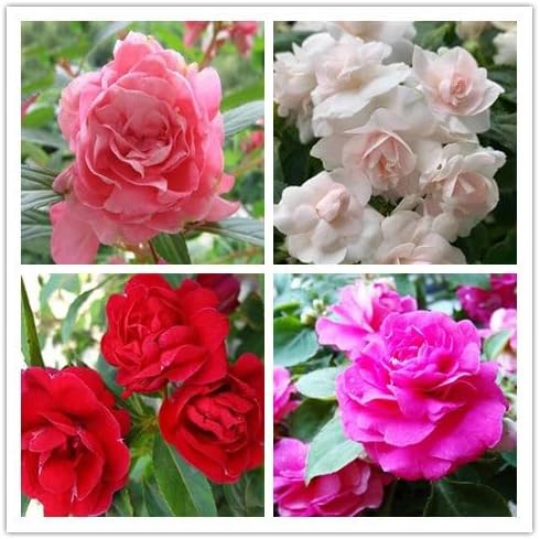 100PCS Double Camelia Flowered Mixed Color Impatiens Seeds Non-GMO Heirloom