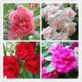 100PCS Double Camelia Flowered Mixed Color Impatiens Seeds Non-GMO Heirloom