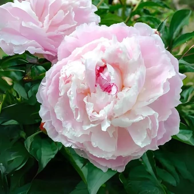 15+ Exotic Rare Peony Seeds Mixed Flowers Seed Garden Planting
