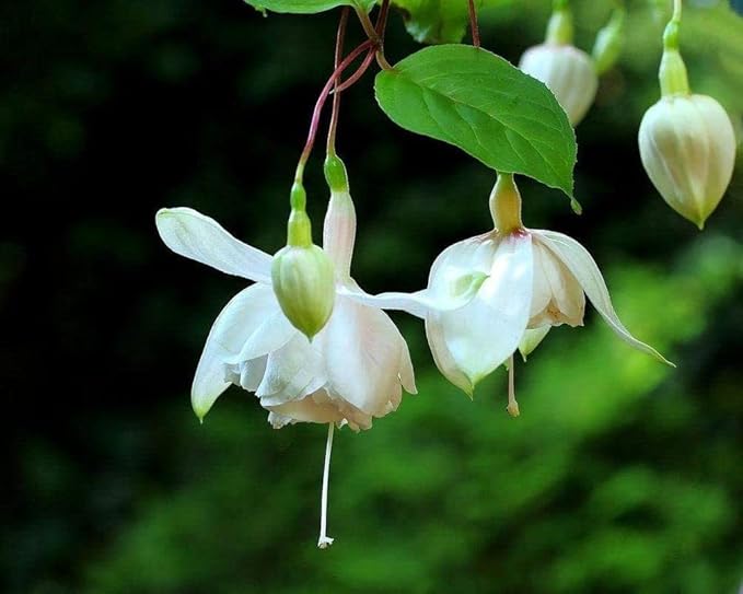 Mixed 100 Seeds Fuchsia Flower Seeds Perennial Home Bonsai