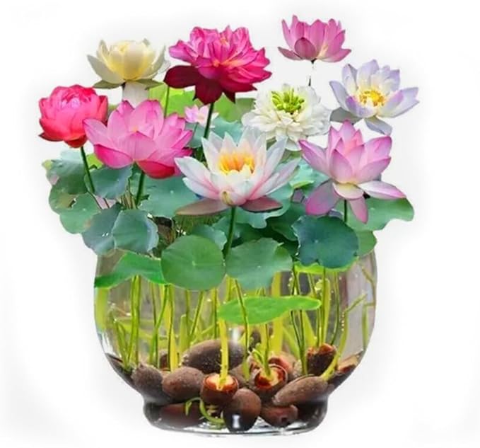 10PCS Mini Lotus Seeds Mixed Color Home Garden Bonsai Flower Seeds Heirloom