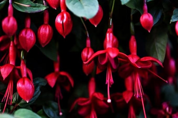 Mixed Fuchsia Flower Seeds Perennial Home Bonsai 100 Pcs Seeds