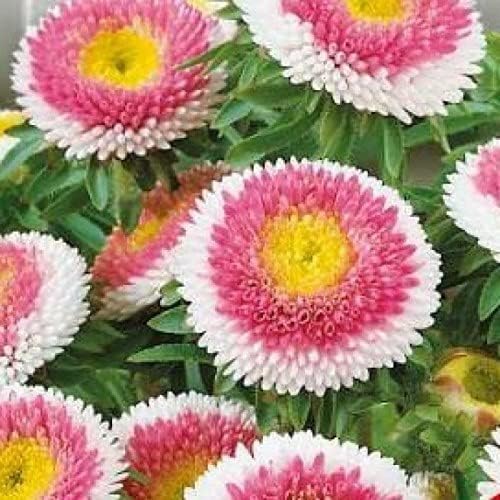 CEMEHA SEEDS - Seeds Aster Hi No Maru Annual Flowers for Planting