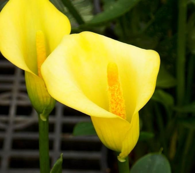 100 pcs White Pink Red Purple Calla Lily Seeds Beautiful Flowers Mix Color Perennial Plant Planting
