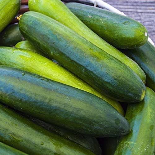 Park Seed Variety of Cucumber Seeds, Planting Cucumbers, Vegetable Seeds, Easy to Grow, Non-GMO, Perfect for Harvesting, Organic Paraiso F1, Pack of 10