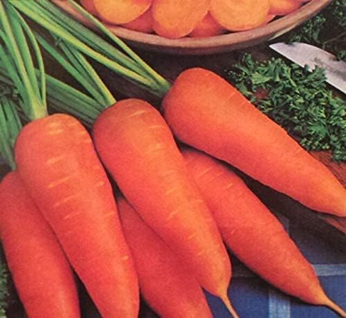 Carrots-Danvers Half Long.- 100+ Seeds- Country Creek LLC