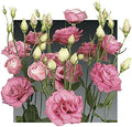 Park Seed Lisianthus Flowering Planting Seeds, Easy to Grow, Variety of Colors and Sizes, Spring Garden, Charisma Rose, Pack of 25
