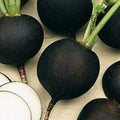 Seeds Vegetable Radish Black Winter Round Heirloom - 100 Seeds