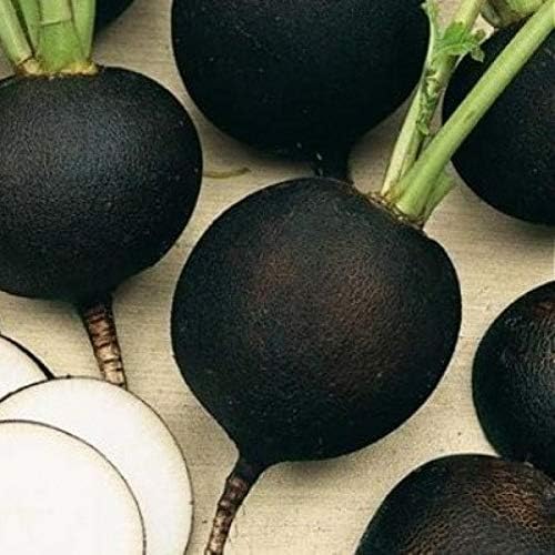 Seeds Vegetable Radish Black Winter Round Heirloom - 100 Seeds