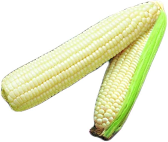 Park Seed Variety of Corn Seeds, Non-GMO Vegetable Seeds for Planting, Easy to Grow, Perfect for Harvesting, Silver Queen Hybrid, Pack of 200