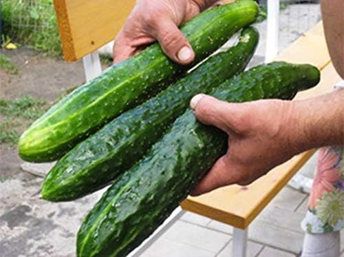 Seeds4planting - Seeds Indoor Cucumber Self-Pollinated Zozulya F1 Long Vegetable Non GMO