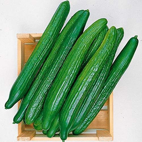 Seeds Vegetable Cucumber Emilia Long for Salads Without Bitterness for Pickling - 20 Seeds