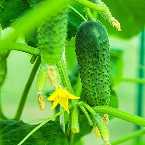 40+ Seeds Cucumber Wisconsin Gherkin - Vegetable Open-Pollinated