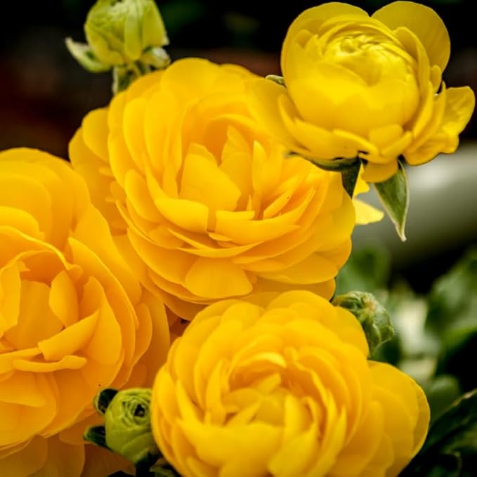Pack 25 Ranunculus Bulbs for Planting, Yellow Ranunculus Corms, Butterfly Ranunculus Flowers Bulbs to Grow, Peony Buttercup Ranunculus