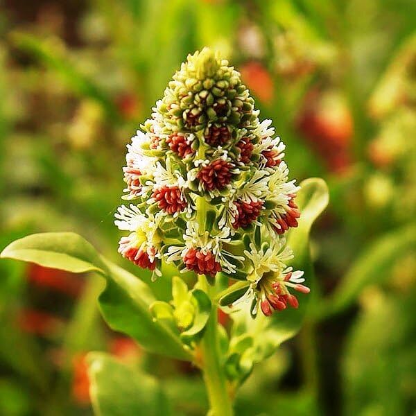 KIRA SEEDS - Seeds Reseda - Garden Mignonette - Heirloom Herb - GMO Free