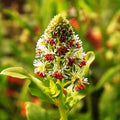 KIRA SEEDS - Seeds Reseda - Garden Mignonette - Heirloom Herb - GMO Free