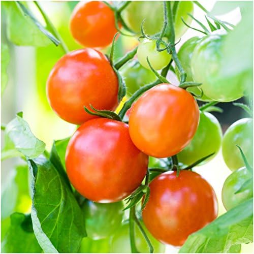 Seed Needs Tomato Seeds for Planting Large Red Cherry Tomatoes - Non-GMO Heirloom & Untreated Indeterminate Variety to Plant an Outdoor Home Grown Vegetable Garden (1 Pack)