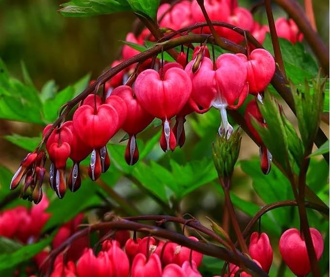 100 Bleeding Heart Seeds - Elegant Heart-Shaped Hanging Blooms, Cold & Shade-Tolerant Garden Flowers, Spring-Blooming Perennials, Perfect for Shady Areas