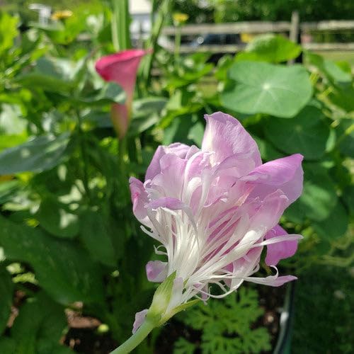 Park Seed Morning Glory Vine Flower Plant Seeds, Easy to Grow, Perfect for Spring Garden, Split Second, Pack of 25