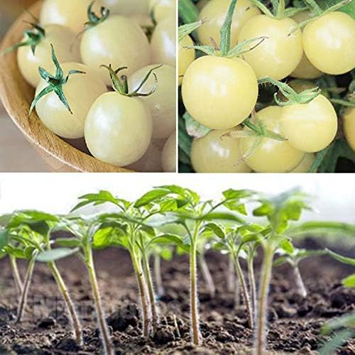 Seeds Vegetable Cherry Tomato Snow White - 25 Seeds