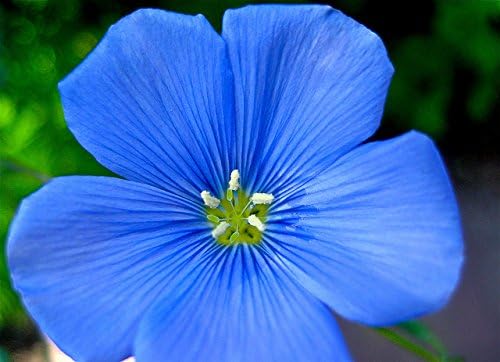 Non GMO Bulk Blue Flax Seeds - Linum perenne (1/4 Lb)