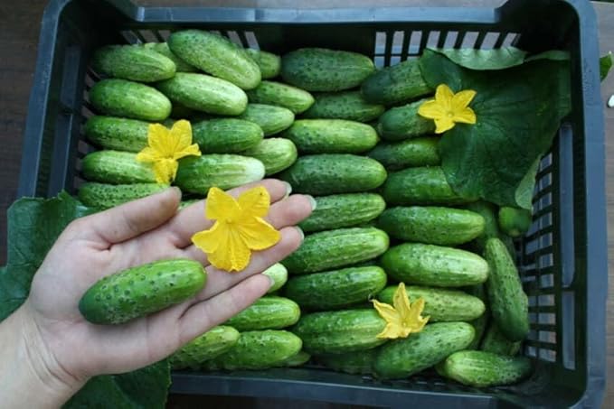 Cucumber Bush Seeds – Open-Pollinated | 40-45 Days to Harvest | Compact, High-Yielding Variety for Small Spaces & Containers