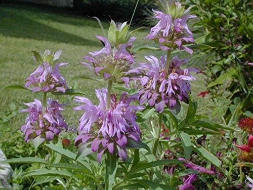 NIKA SEEDS - Seeds Herb Lemon Bee Balm (Lemon Mint) Medicinal - 300 Seeds