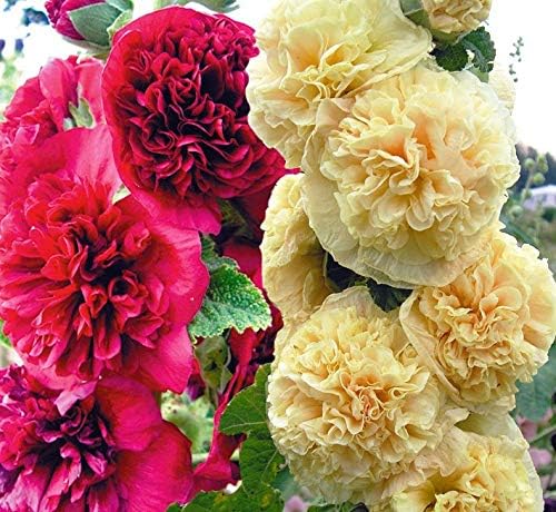 Hollyhock Double Flower Seed Mix Multicolor Terry Mallow Malva Alcea Rosea Climbing Rose 30+ Seeds for Planting Garden Flower Seeds