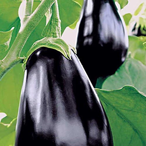 Park Seed Variety of Eggplant Vegetable Seeds, Plant Seeds, Easy to Grow, Perfect for Harvesting, Amadeo, Pack of 30