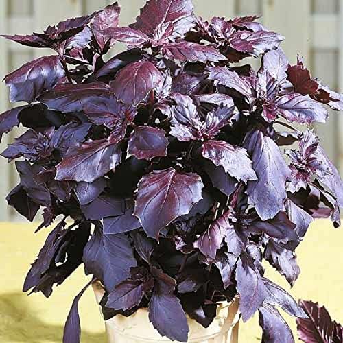 SeedsUP - 300+ Seeds Purple Basil Indoor Ornamental - Herb