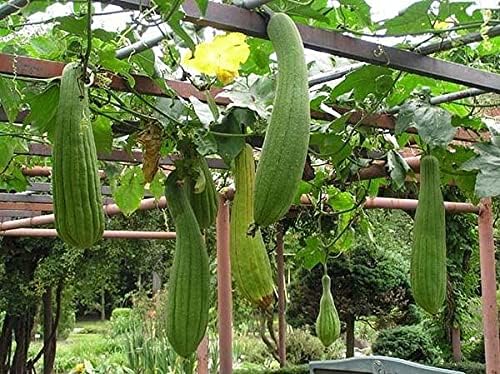 Seeds Dishrag Gourd Smooth Luffa Sponge Rag Outdoor Heirloom Vegetable for Planting Non GMO