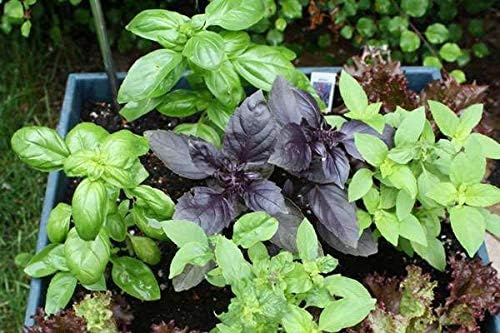 Seeds Indoor Basil Mix - Heirloom Herbs - GMO Free