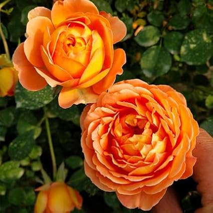 Climbing Rose Seeds for Planting, 300+pcs Rare Rosa Rose Flower Seeds Plants, Non-GMO Heirloom Attracts Pollinators Blooms Beauty Flowers for Home Garden Outdoors