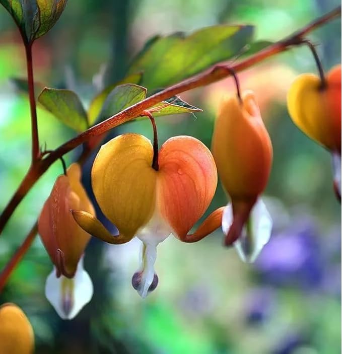 100 Bleeding Heart Seeds - Elegant Heart-Shaped Hanging Blooms, Cold & Shade-Tolerant Garden Flowers, Spring-Blooming Perennials, Perfect for Shady Areas