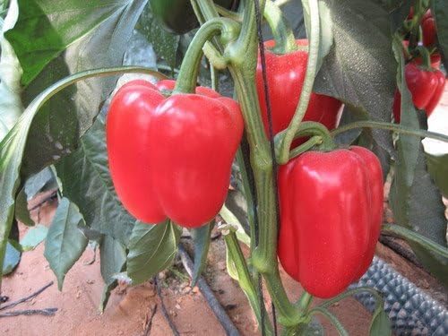 Pepper Sweet Big Red Great Heirloom Vegetable by Seed Kingdom 300 Seeds