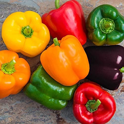 CEMEHA SEEDS - Seeds Sweet Bell Pepper Rainbow Mix Non GMO Vegetable for Planting