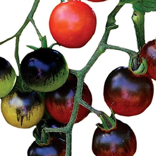 Park Seed Cherry Tomato Seeds, Planting Vegetables, Easy to Grow, Non-GMO, Variety of Colors and Sizes, Spring Garden, Midnight Snack Hybrid, Pack of 10