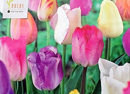 100 Pastel Mixture Tulip Bulbs - Tulipa Triumph Read for Spring.