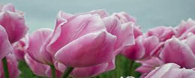 Bulb, Tulip, Pink Impression, (10 Pack) Pure Pink Perennial Tulip Bulbs, Pink Flowers