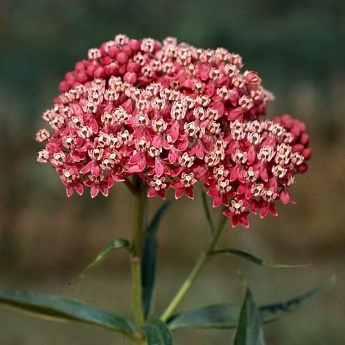 Milkweed Seeds Variety Pack – Butterfly, Common, Showy & Swamp Milkweed – 100% Non-GMO Wildflower Seeds for Monarch Butterflies – Perennial Pollinator Garden Favorites – USA Grown