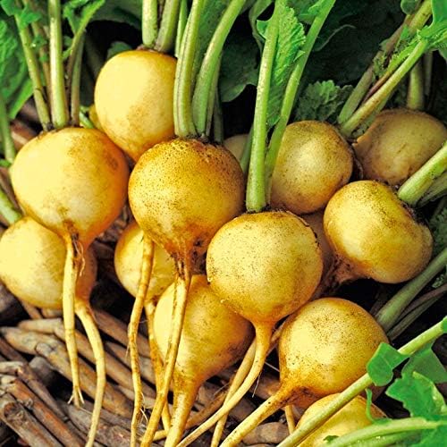 Seeds Vegetable Radish Yellow 23 Days Heirloom - 300 Seeds