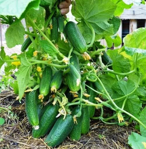 40+ Seeds Cucumber Bush Gift - Vegetable Open-Pollinated