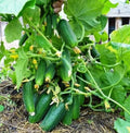 Seeds Cucumber Bush Gift Pickling Open-Pollinating Heirloom Vegetable Non GMO