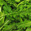 Old Fashioned Mustard Green Seeds - 100 Seed Pack - A Delicious Southern Favorite That is Easy to Grow - Country Creek LLC