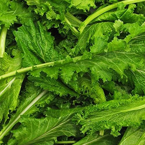 Old Fashioned Mustard Green Seeds - 100 Seed Pack - A Delicious Southern Favorite That is Easy to Grow - Country Creek LLC