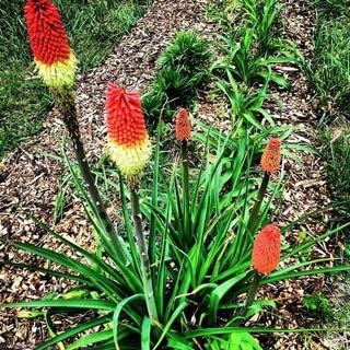 2 Bareroot Red Hot Poker/Torch Lily/Kniphofia/Poker Lily