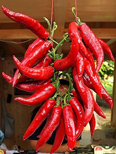 Seeds Fire Hot Pepper Chili Heirloom Vegetable for Planting Non GMO