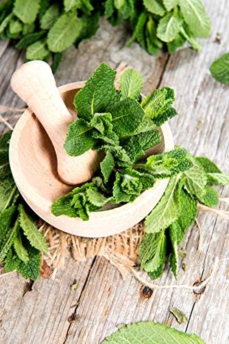 Peppermint Seeds for Planting Outdoors and Indoors 500+ Non-GMO Seeds for Herb Garden